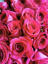 A close-up of a bouquet of fresh roses next to a serenade singer holding a microphone.
