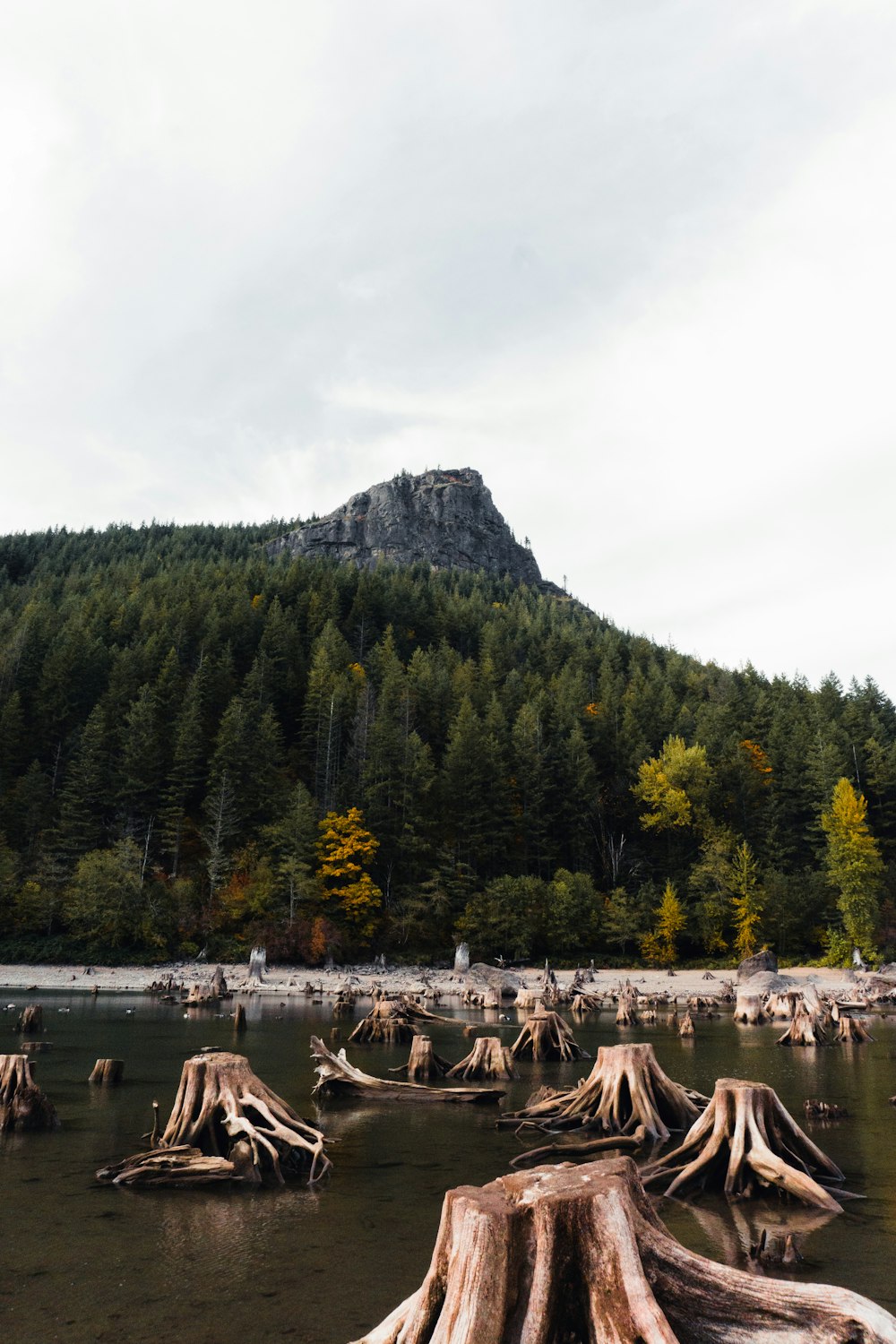 a group of trees that are in the water