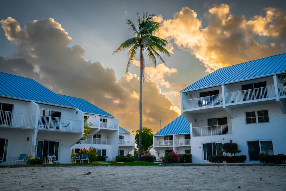 a palm tree in front of a row of white buildings