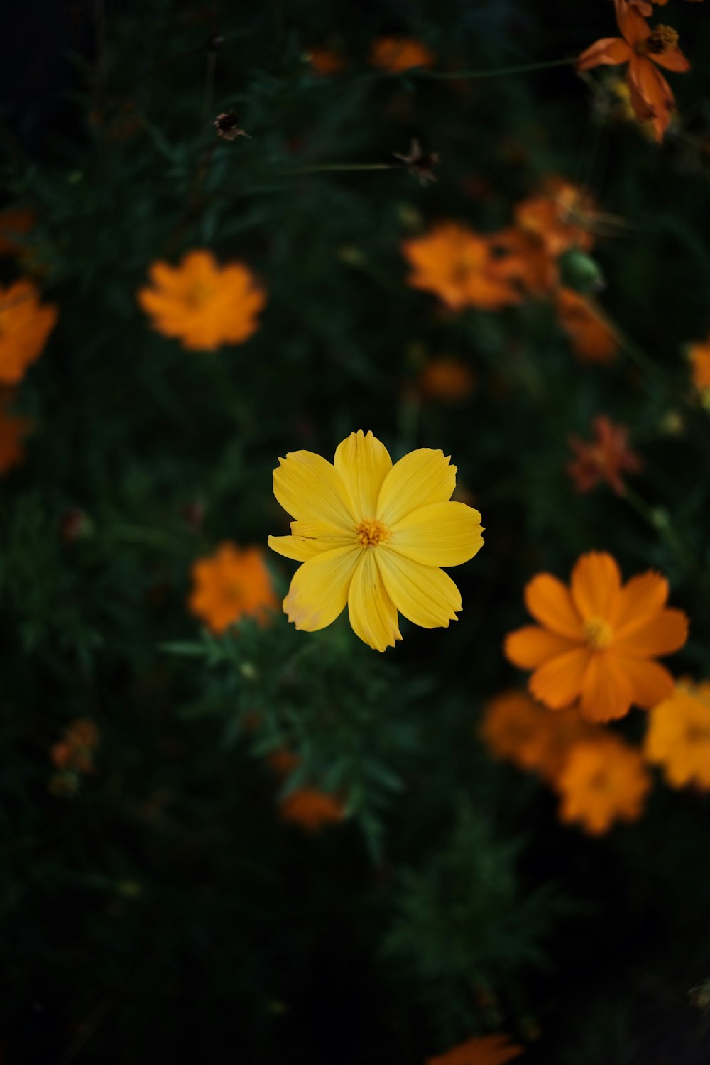 a close up of a yellow flower near many other flowers