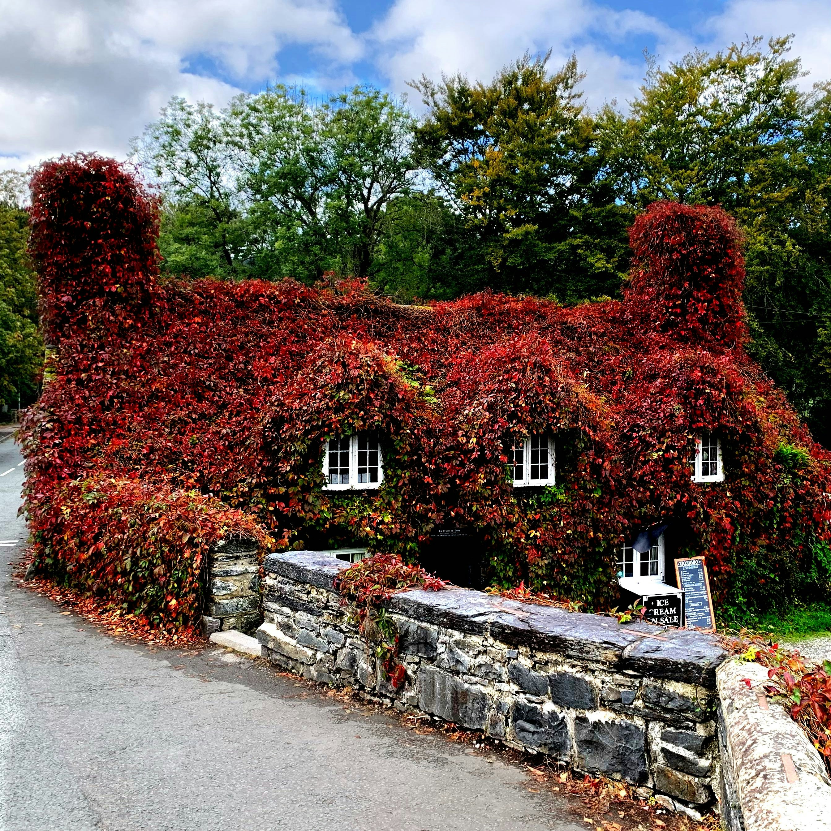 Traditional UK cottage covered in autumn ivy beside a stone wall