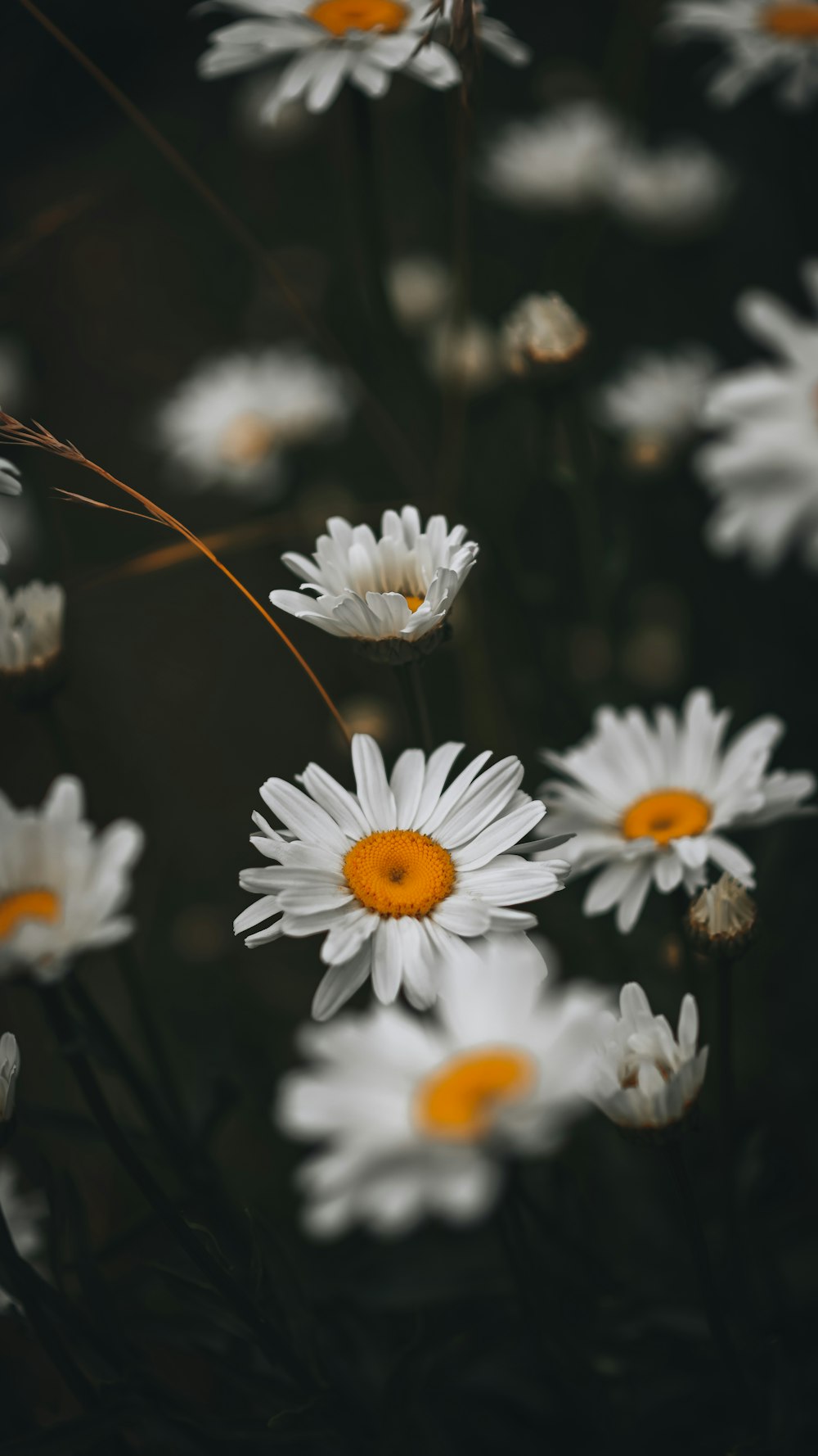 a bunch of white flowers with yellow centers