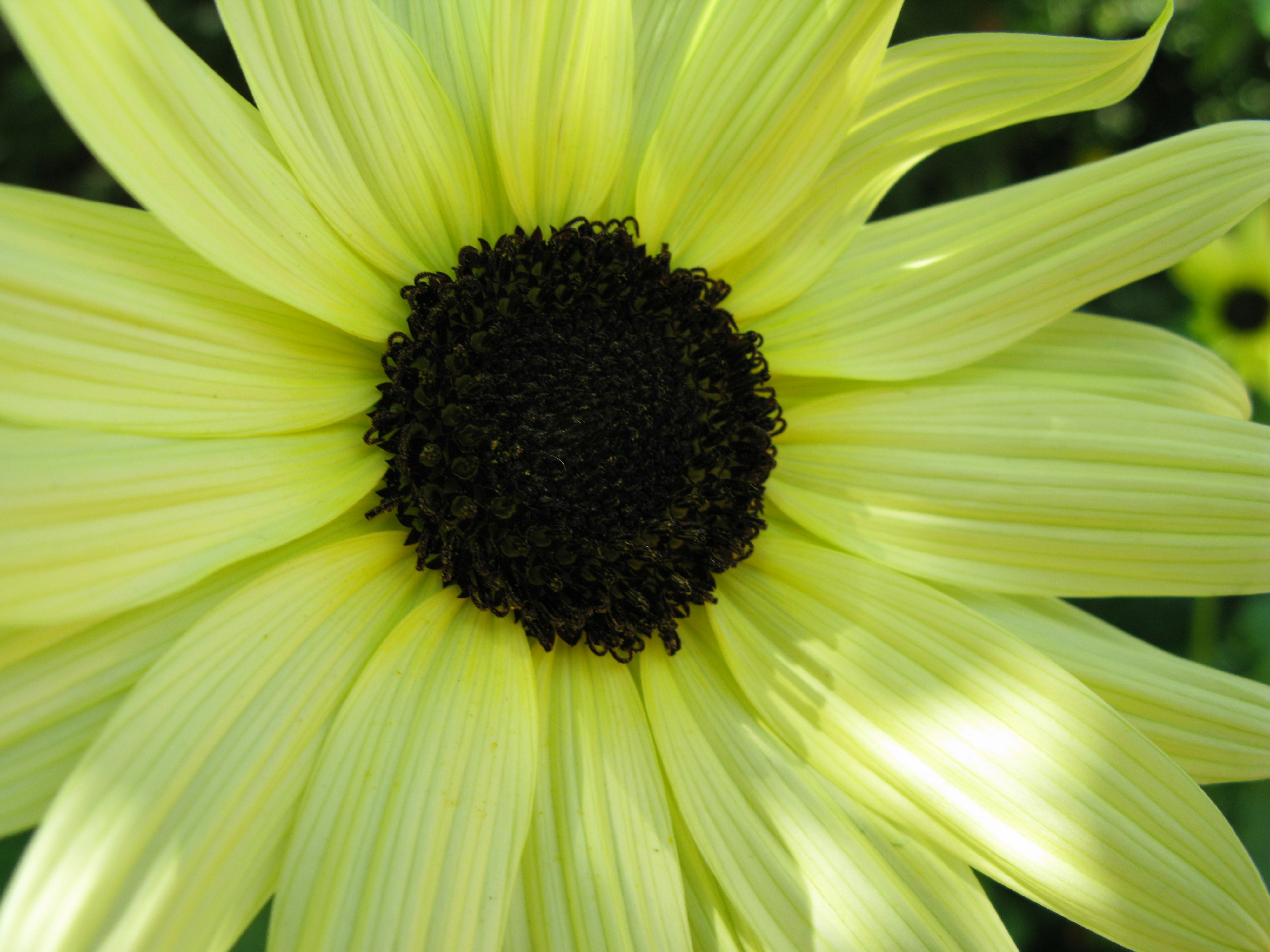 Black eyed susan flower.