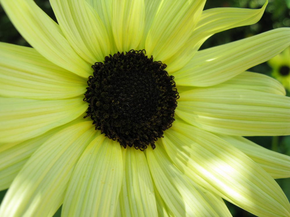 a large yellow flower with a black center