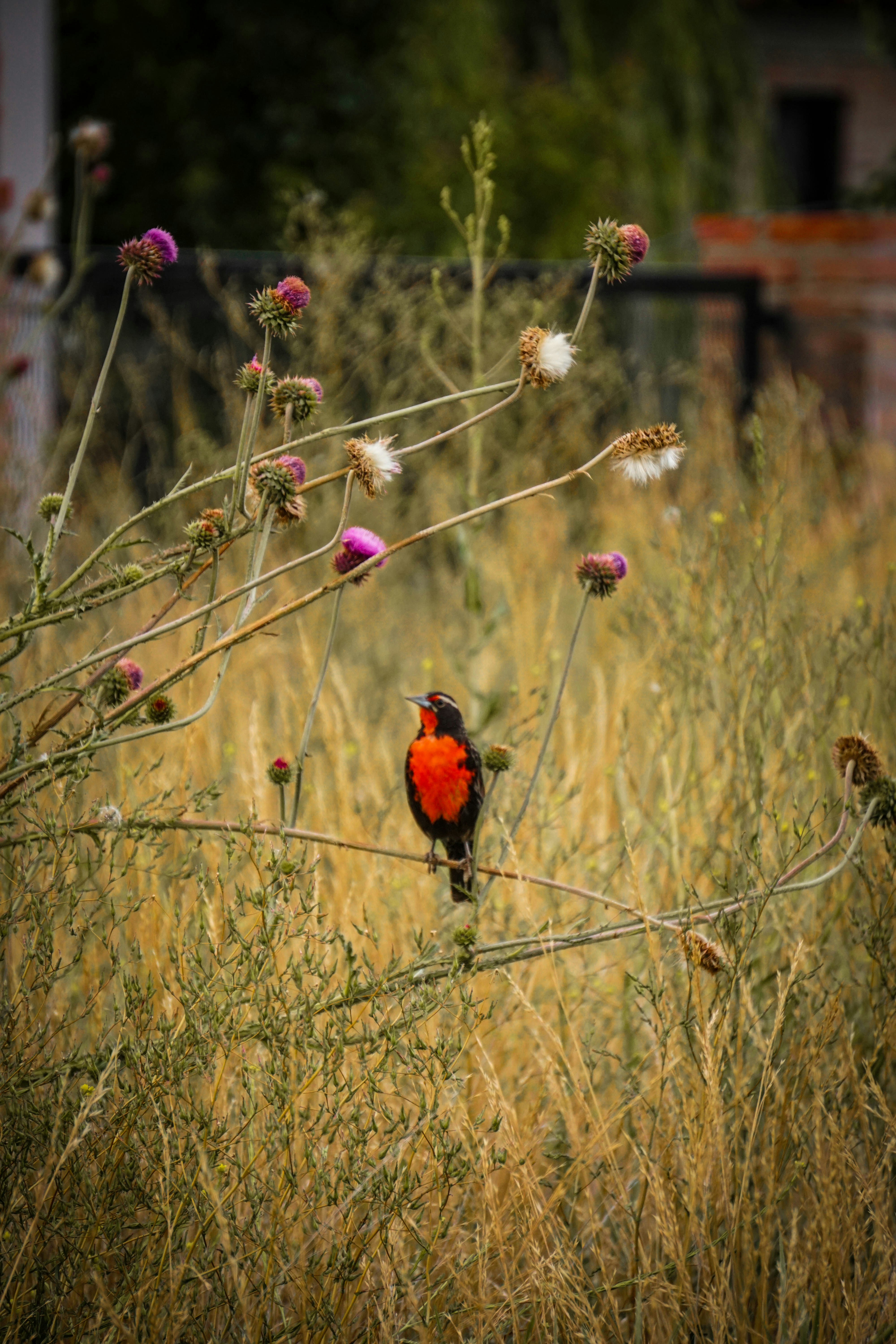 Photo by camilaespasandin