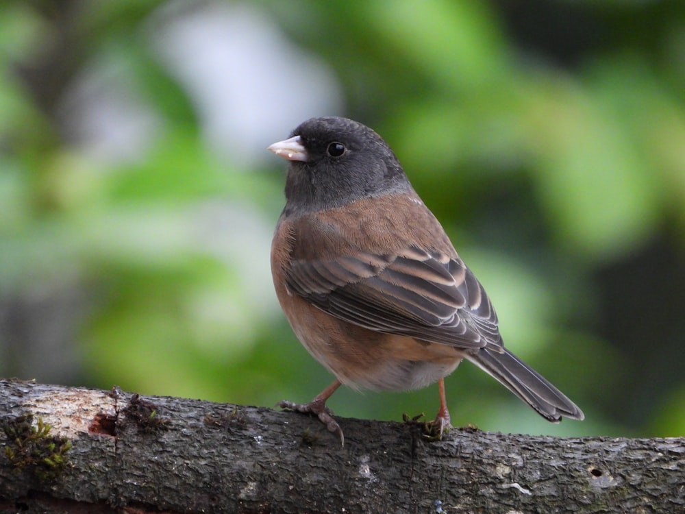 a small bird perched on a tree branch