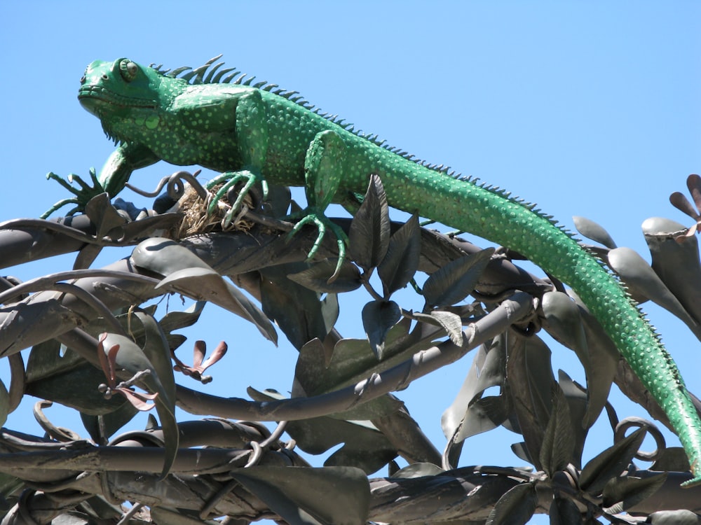 a green lizard sitting on top of a tree