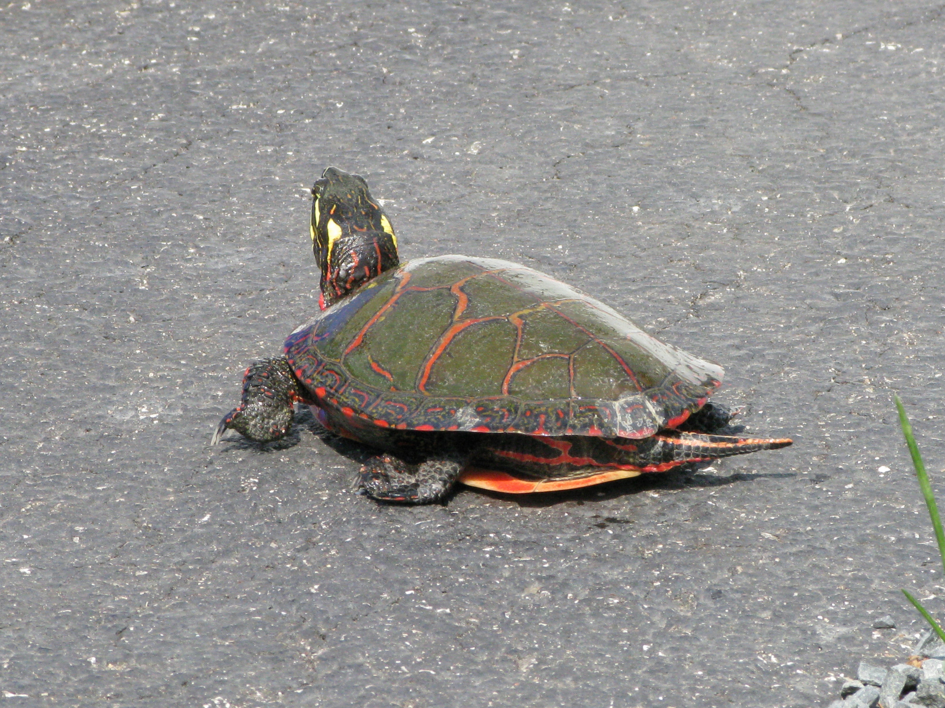 a small turtle sitting on top of a road