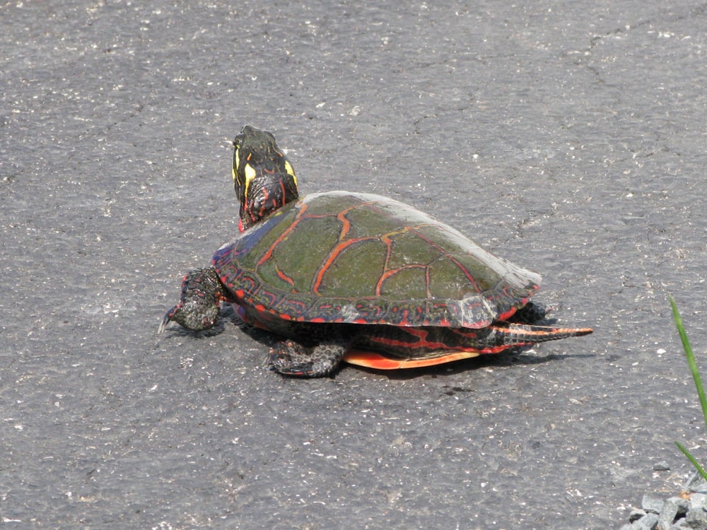 a small turtle sitting on top of a road
