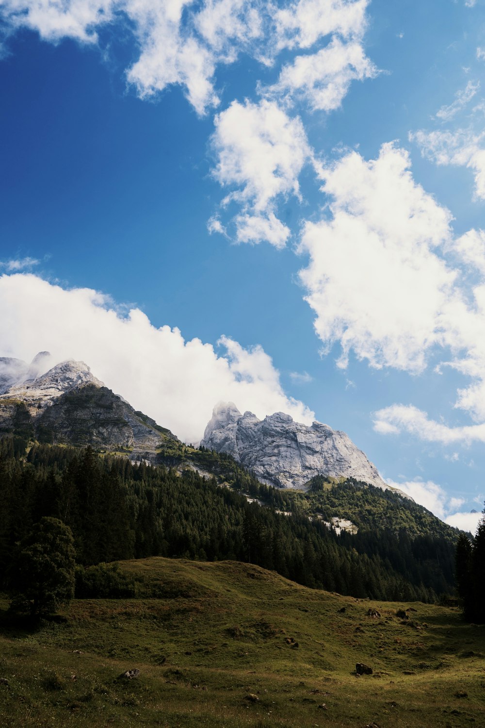 a grassy field with a mountain in the background