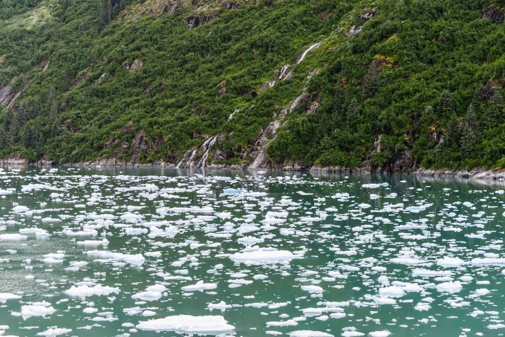 a large amount of ice floating on top of a body of water