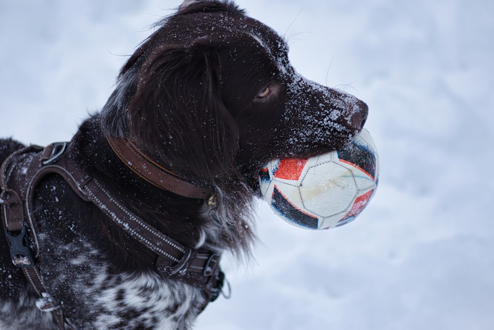 a dog holding a soccer ball in its mouth