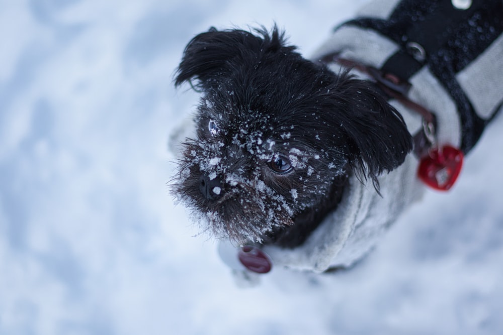a small black dog standing in the snow