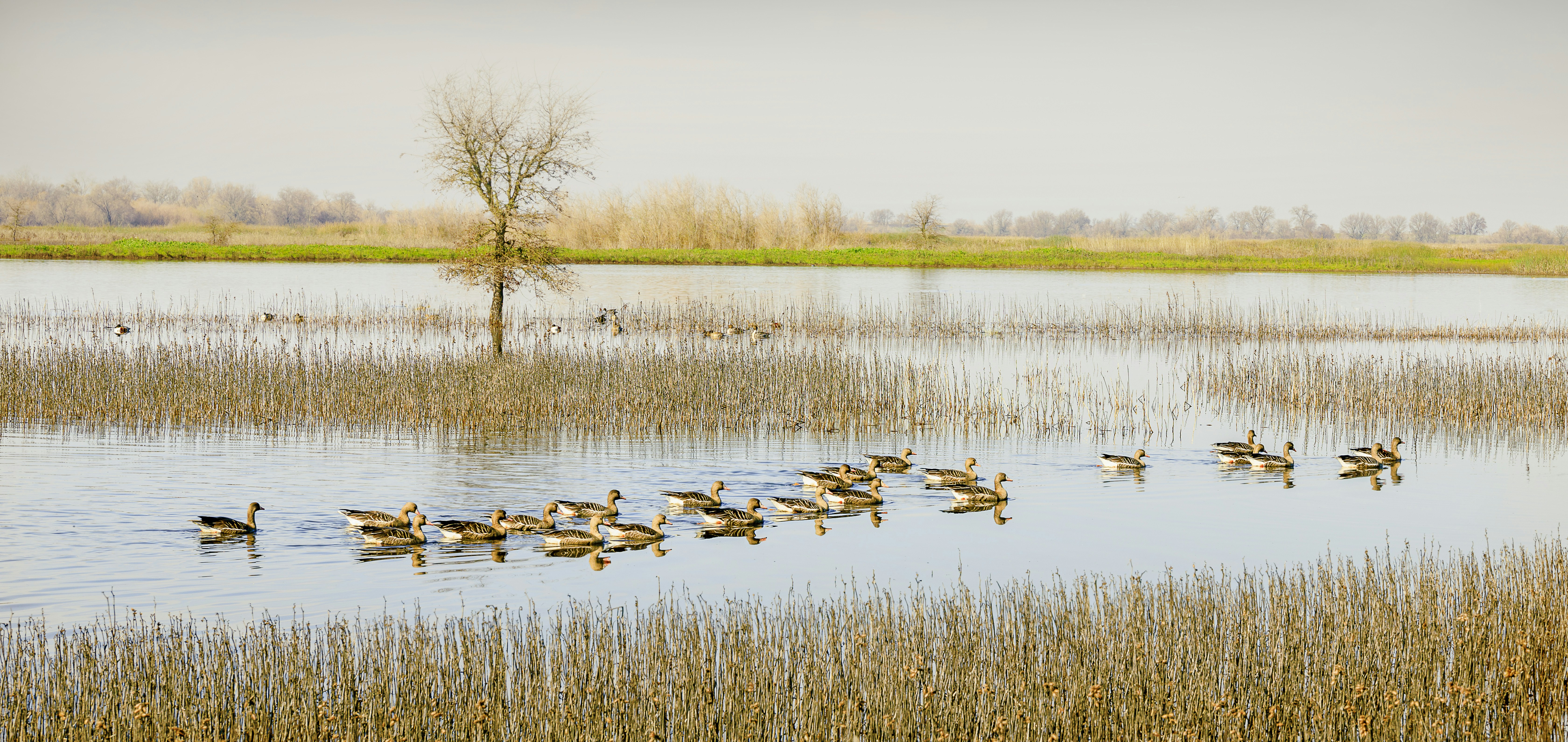 a flock of ducks floating on top of a lake