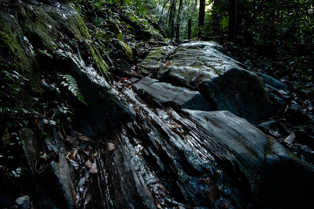 a large rock in the middle of a forest