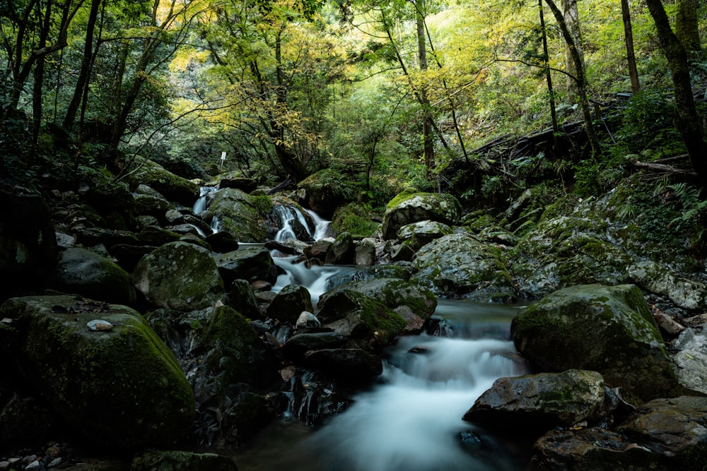 a stream running through a lush green forest