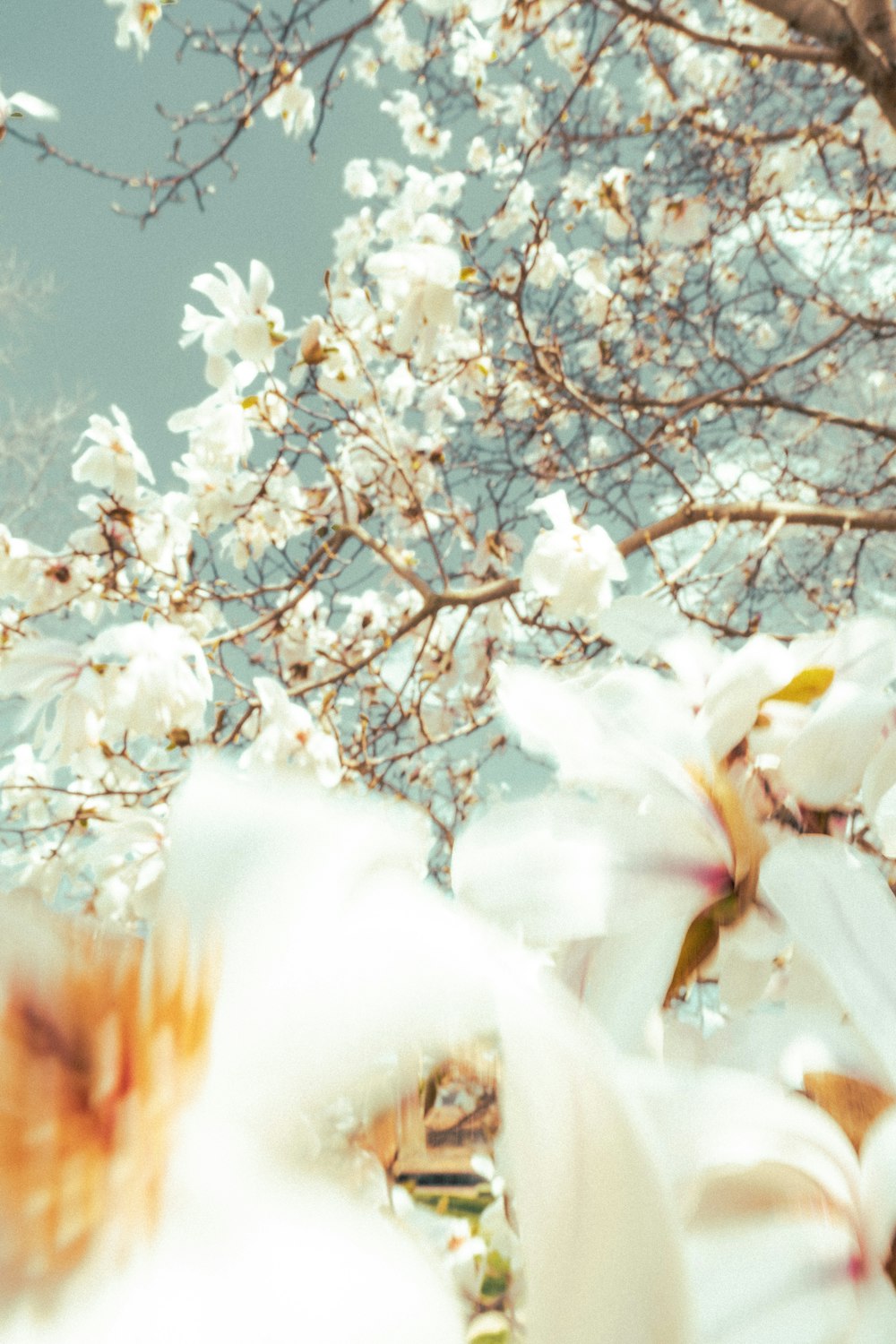 a bunch of white flowers that are in the air