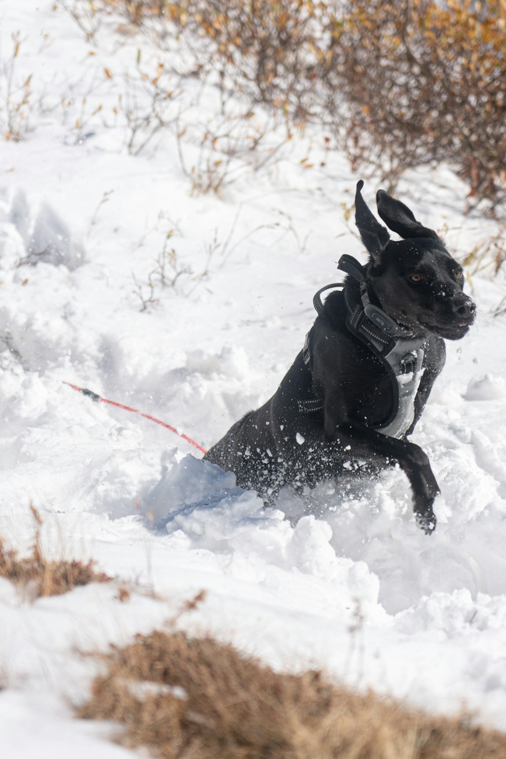 a black dog running through the snow on a leash