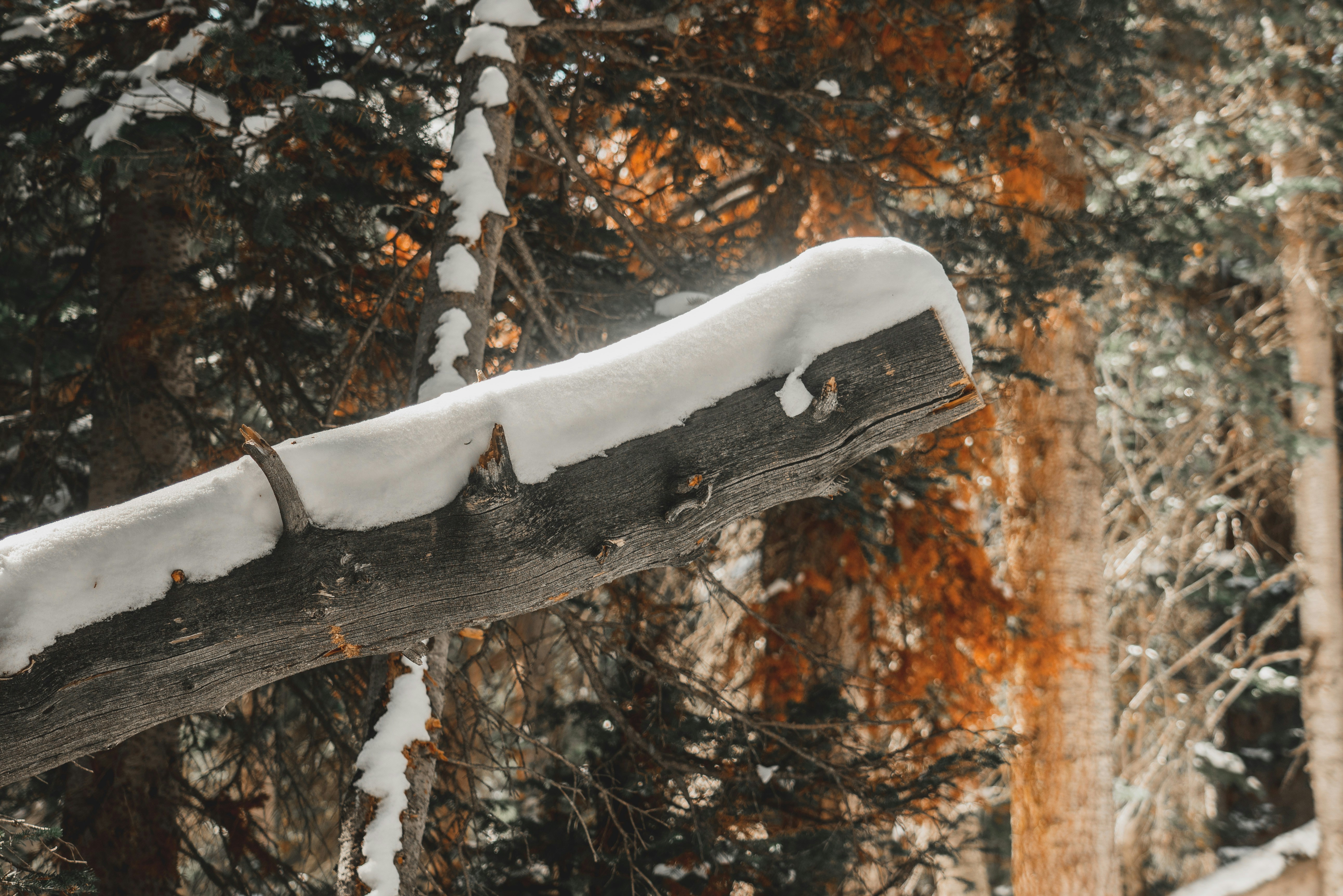 a wooden bench covered in snow in a forest