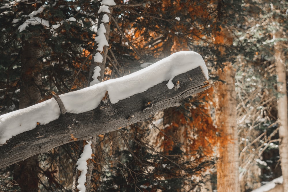 a wooden bench covered in snow in a forest