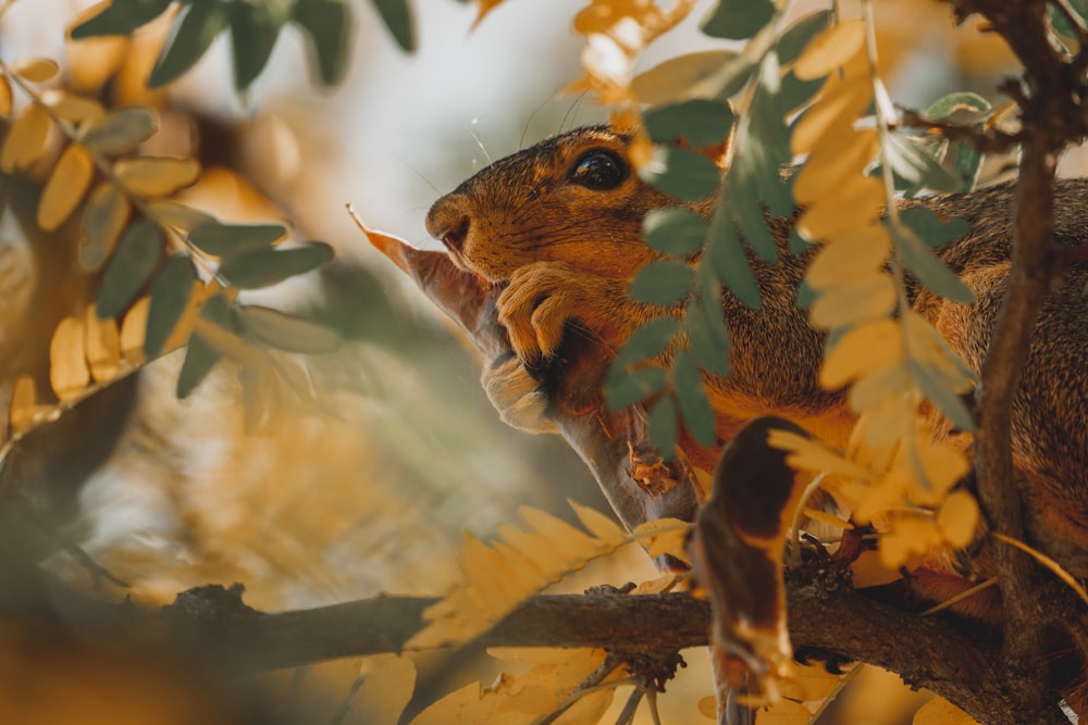 a squirrel is sitting in a tree eating