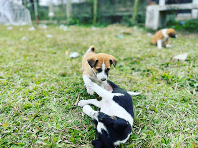 Two playful beagle puppies tumbling over each other on soft grass.