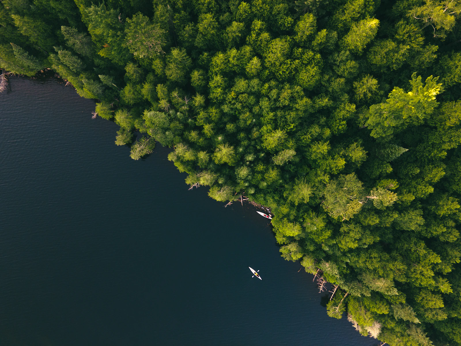 Aerial view of kayakers on a pine-rimmed north-woods Minnesota lake