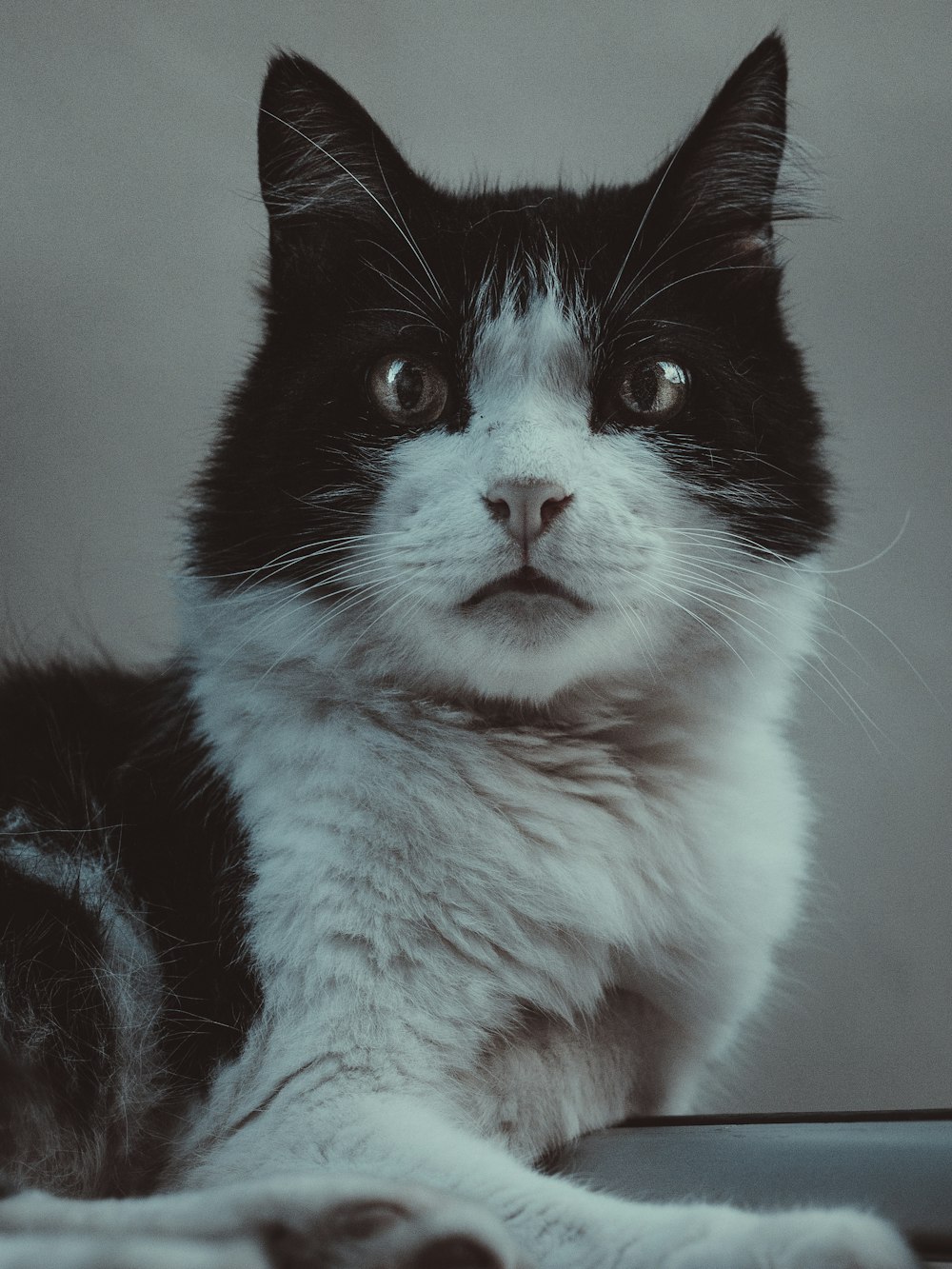 a black and white cat sitting on top of a table