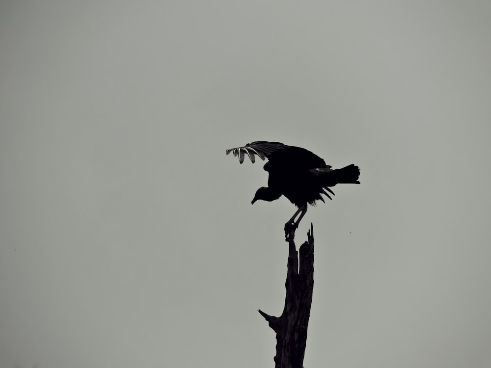 a black bird sitting on top of a tree branch