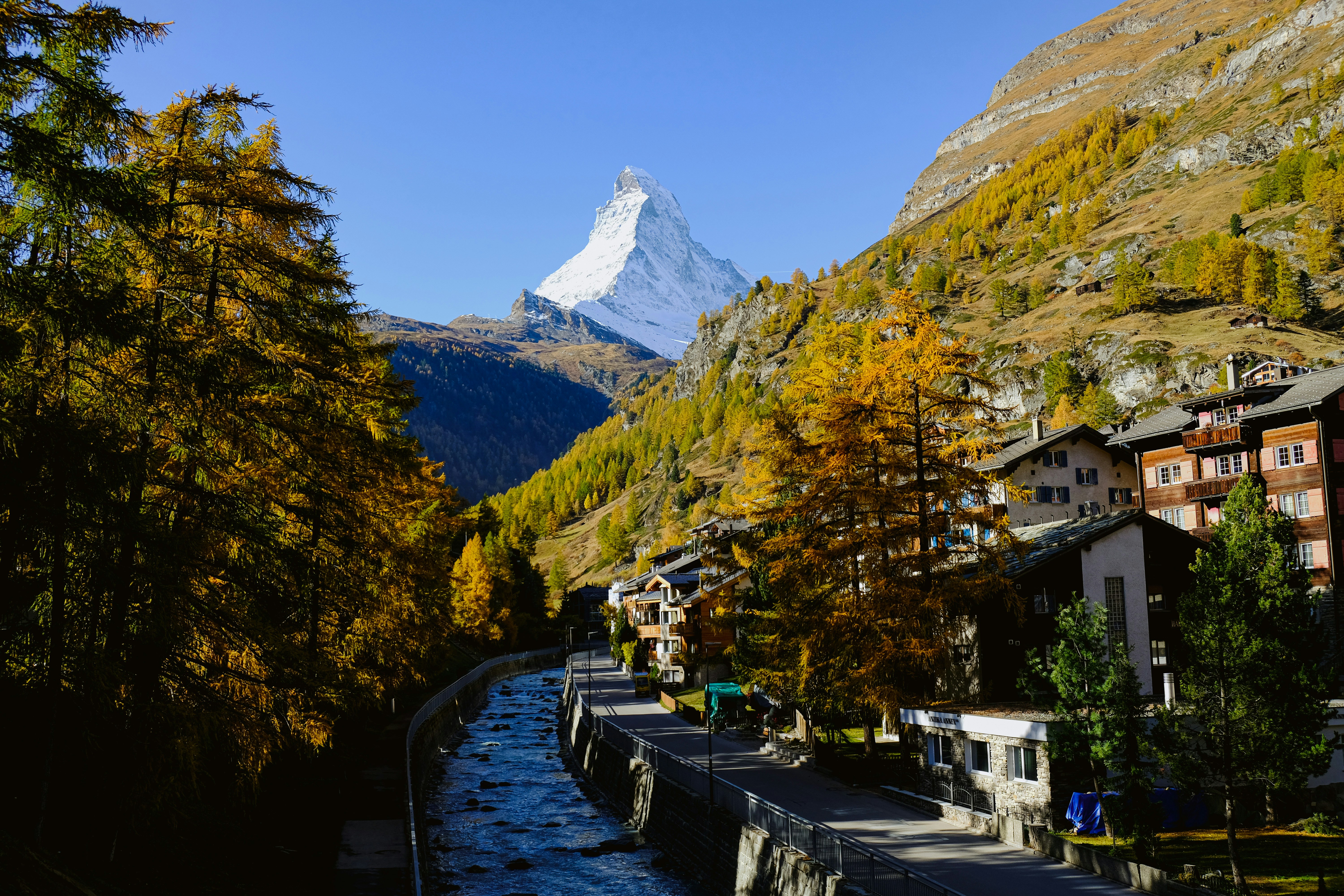white and purple petaled flower photo – Free Zermatt Image on Unsplash