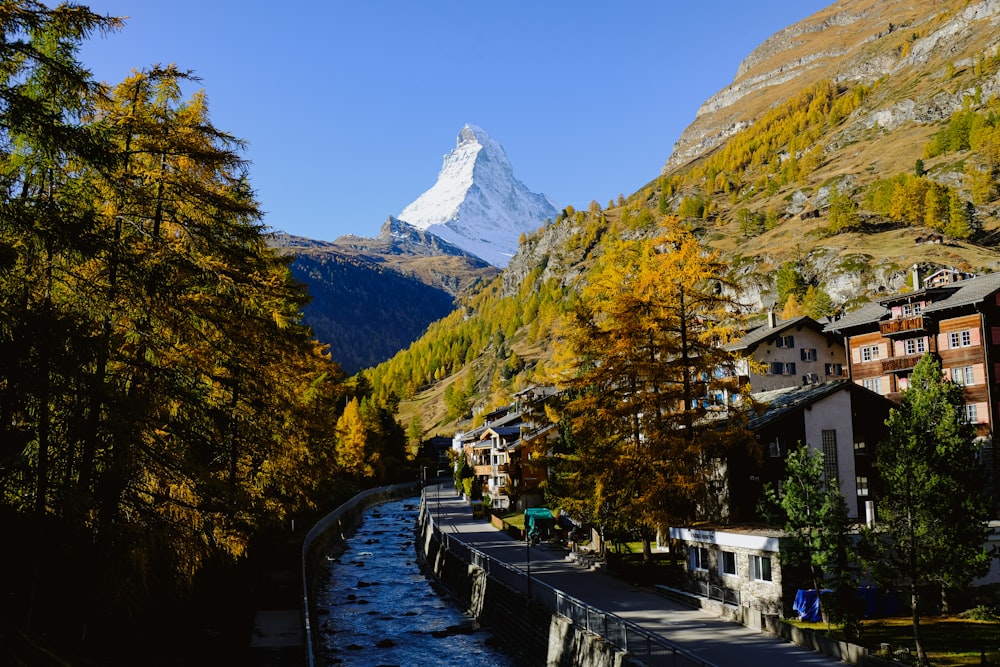 white and purple petaled flower photo – Free Zermatt Image on Unsplash