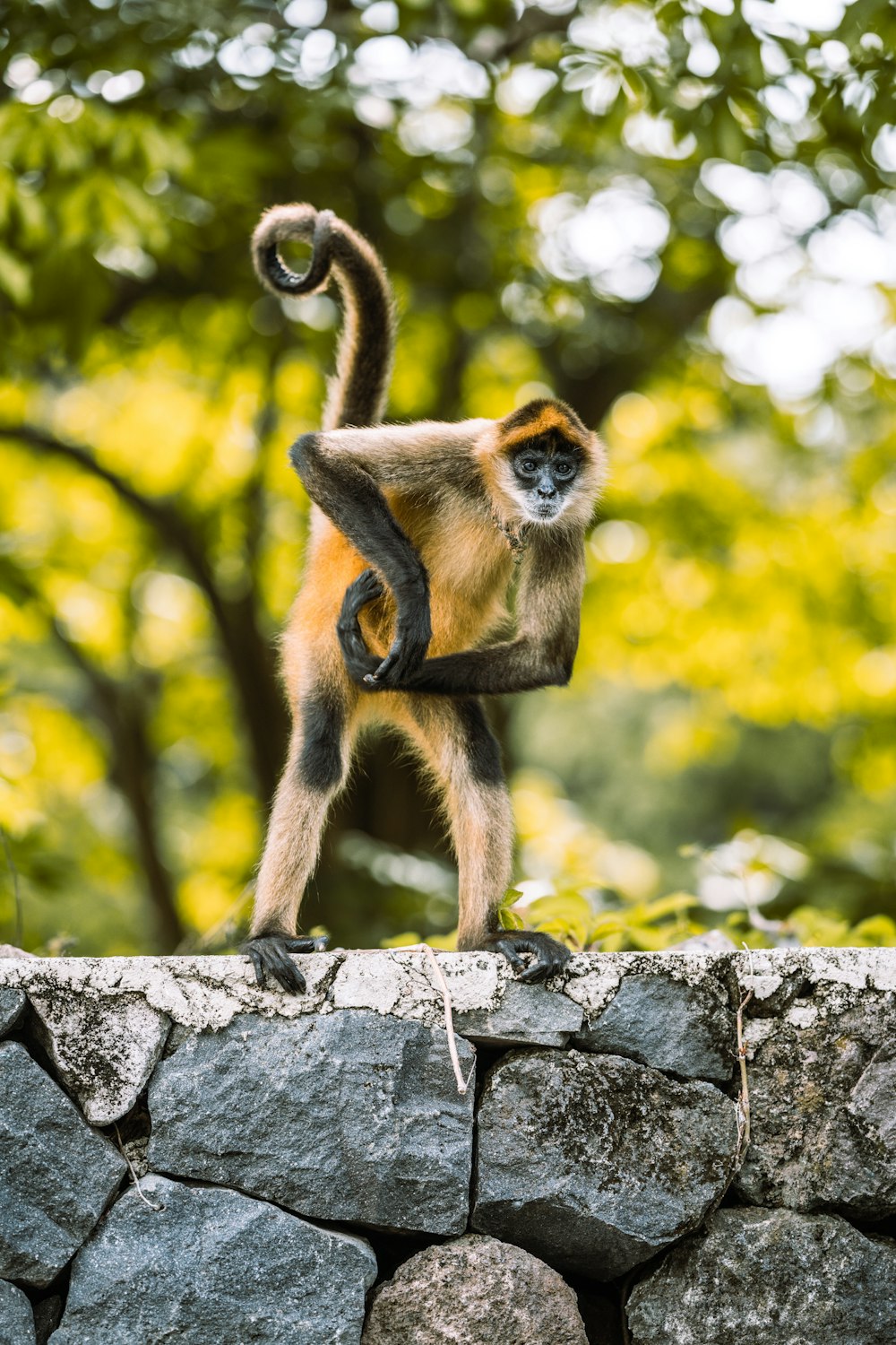 a monkey standing on top of a stone wall