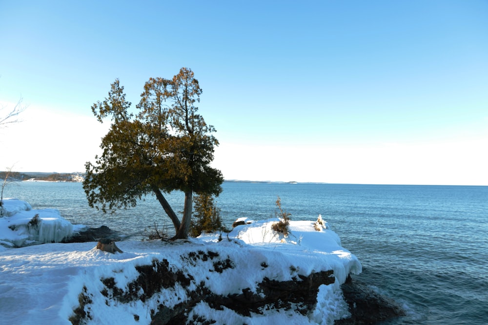 a lone tree on a snowy cliff by the water