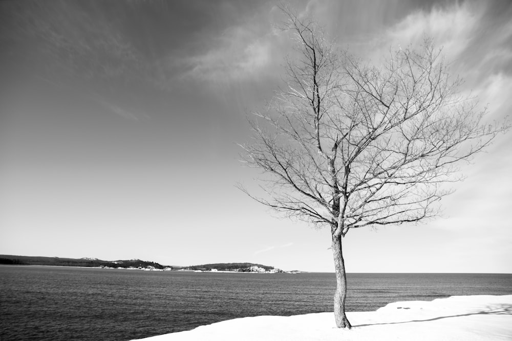 a black and white photo of a tree in the snow