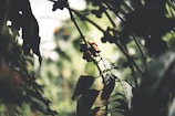 A close-up shot of coffee berries growing on a branch, surrounded by lush green leaves. The background is blurred, giving focus to the berries.