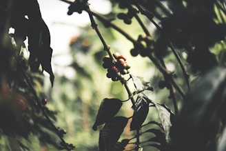 A close-up shot of coffee berries growing on a branch, surrounded by lush green leaves. The background is blurred, giving focus to the berries.