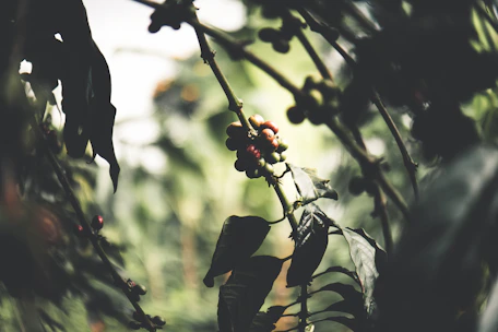 Artistic shot of a coffee farm terrace bathed in warm morning light.