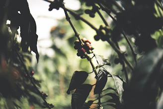 Artistic shot of a coffee farm terrace bathed in warm morning light.