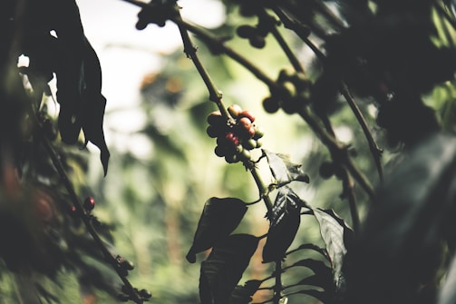 A close-up shot of coffee berries growing on a branch, surrounded by lush green leaves. The background is blurred, giving focus to the berries.