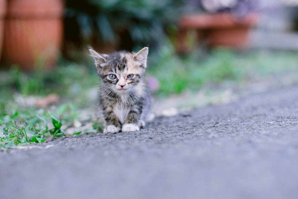 a small kitten sitting on the side of a road