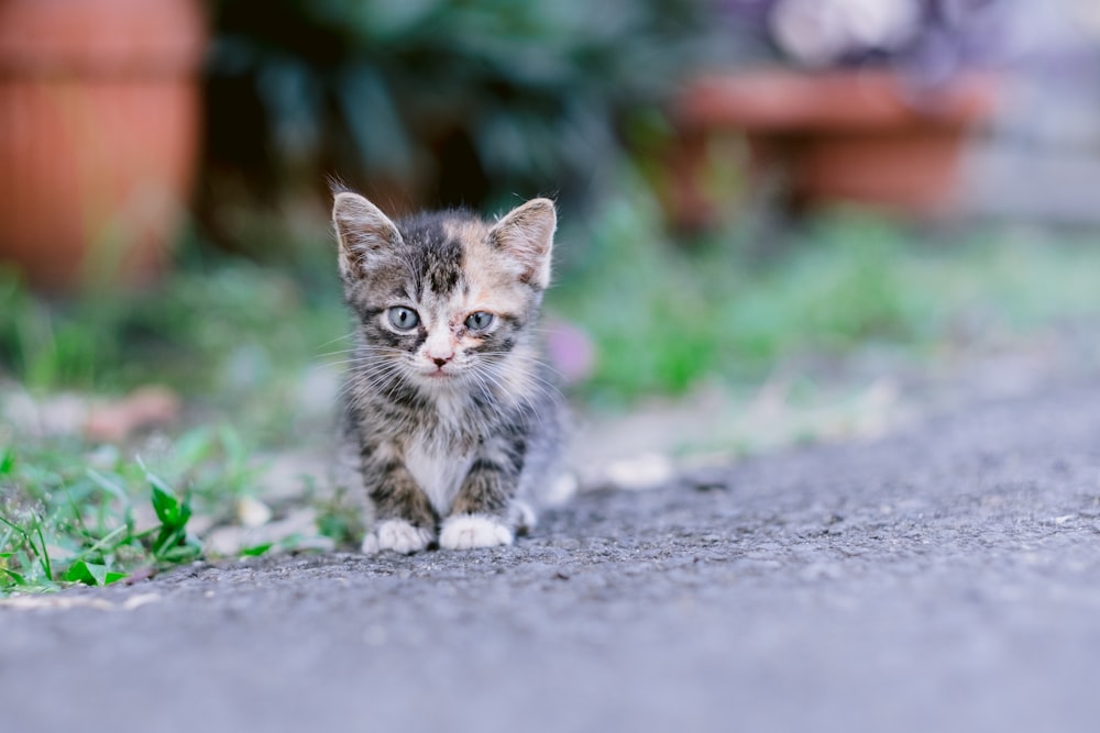 a small kitten sitting on the side of a road
