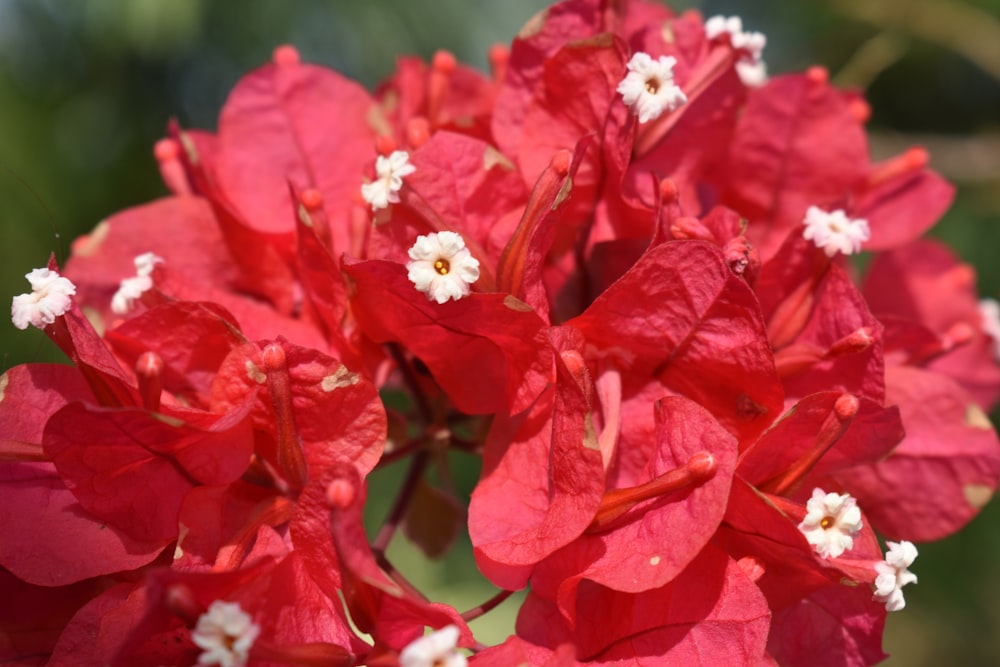 a close up of a bunch of red flowers