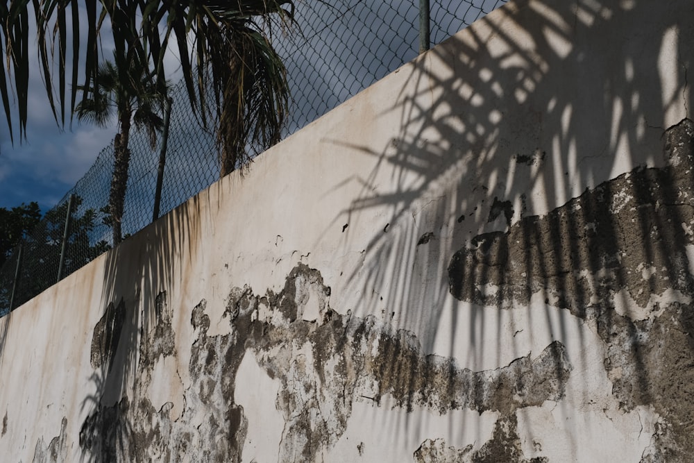 a concrete wall with palm trees casting a shadow on it