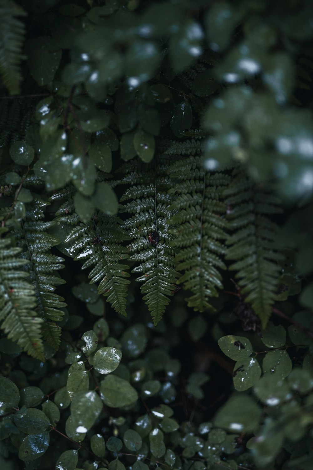 a close up of a plant with water droplets on it