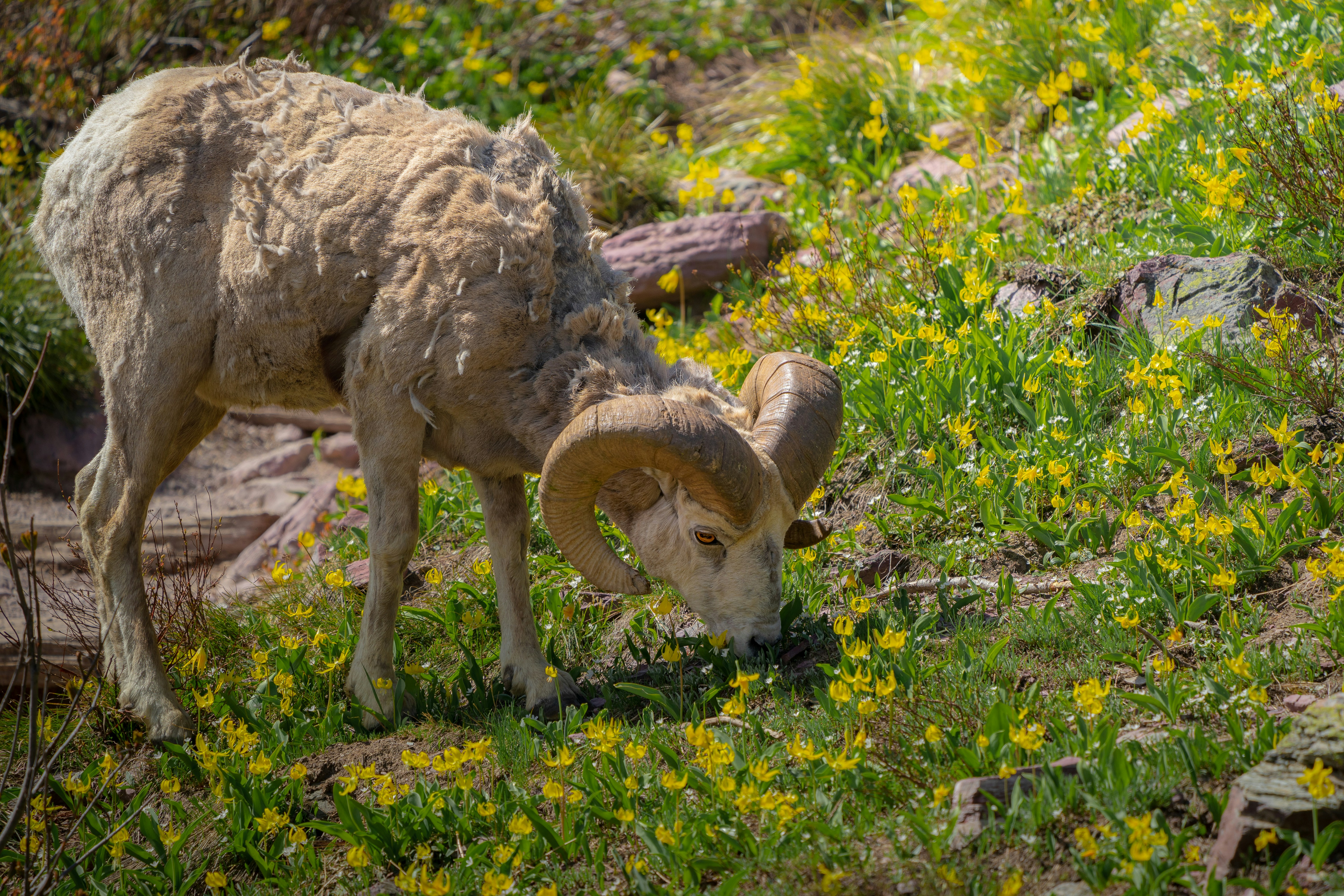 a ram is grazing in a field of wildflowers, big horn sheep