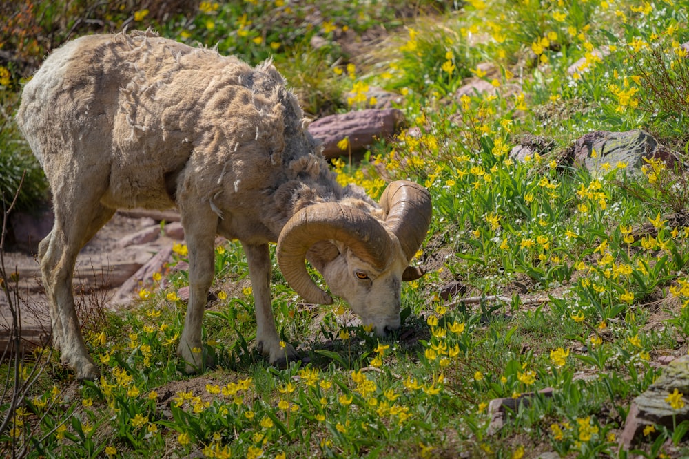 a ram is grazing in a field of wildflowers