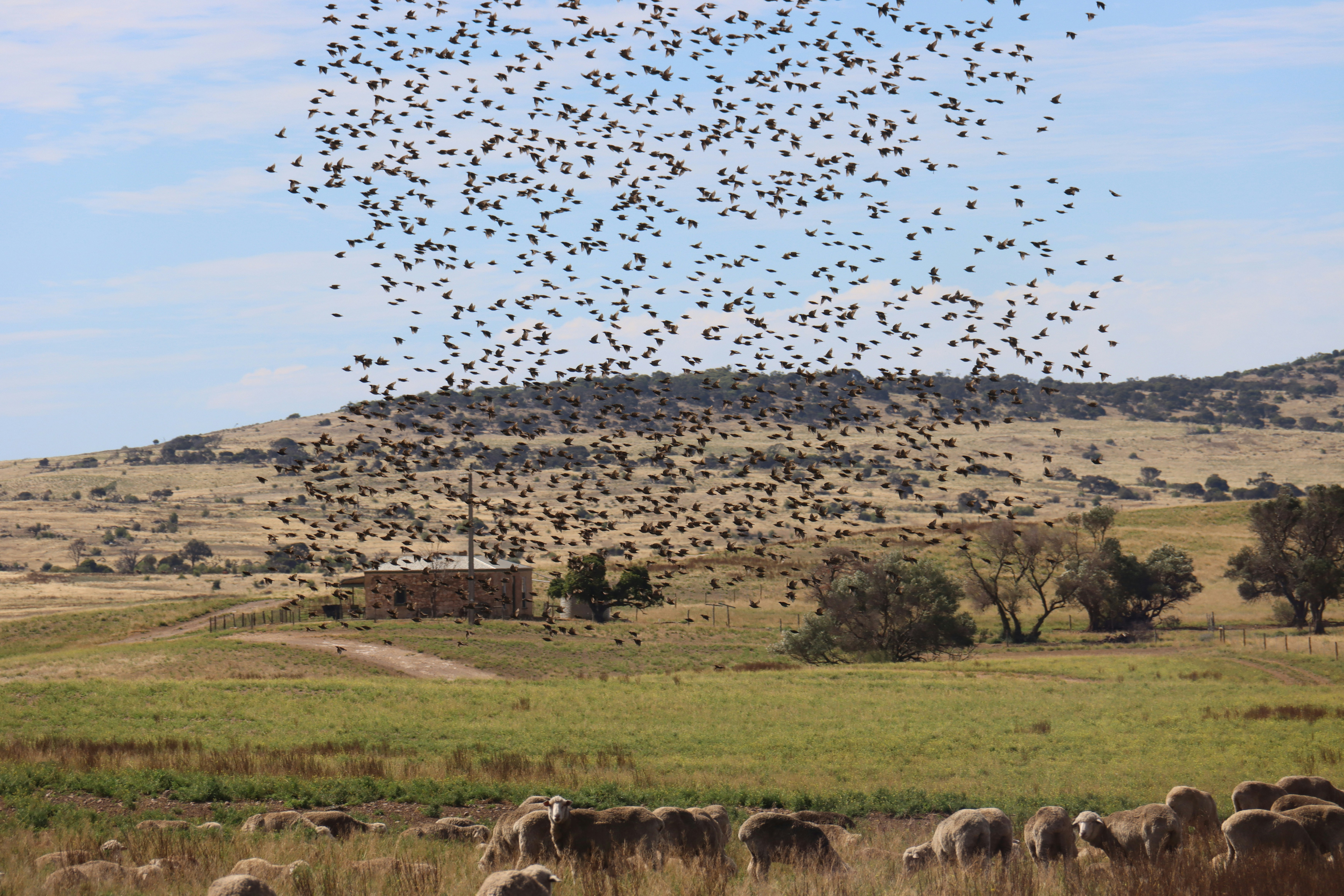 Port Lincoln, Australia - Mount Dutton Bay, South Australia, local sheep property