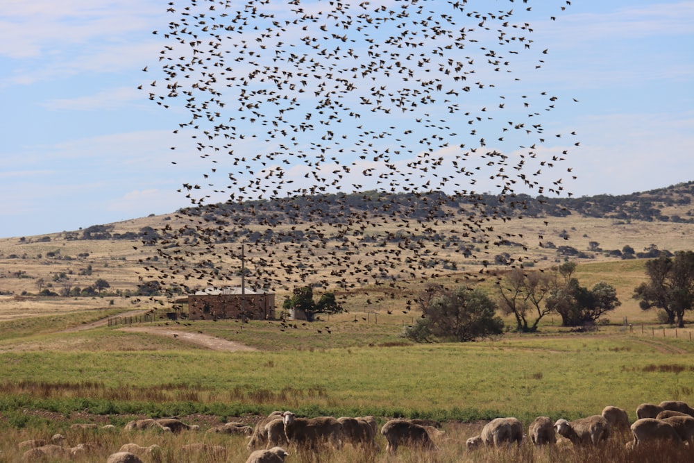 a flock of birds flying over a lush green field