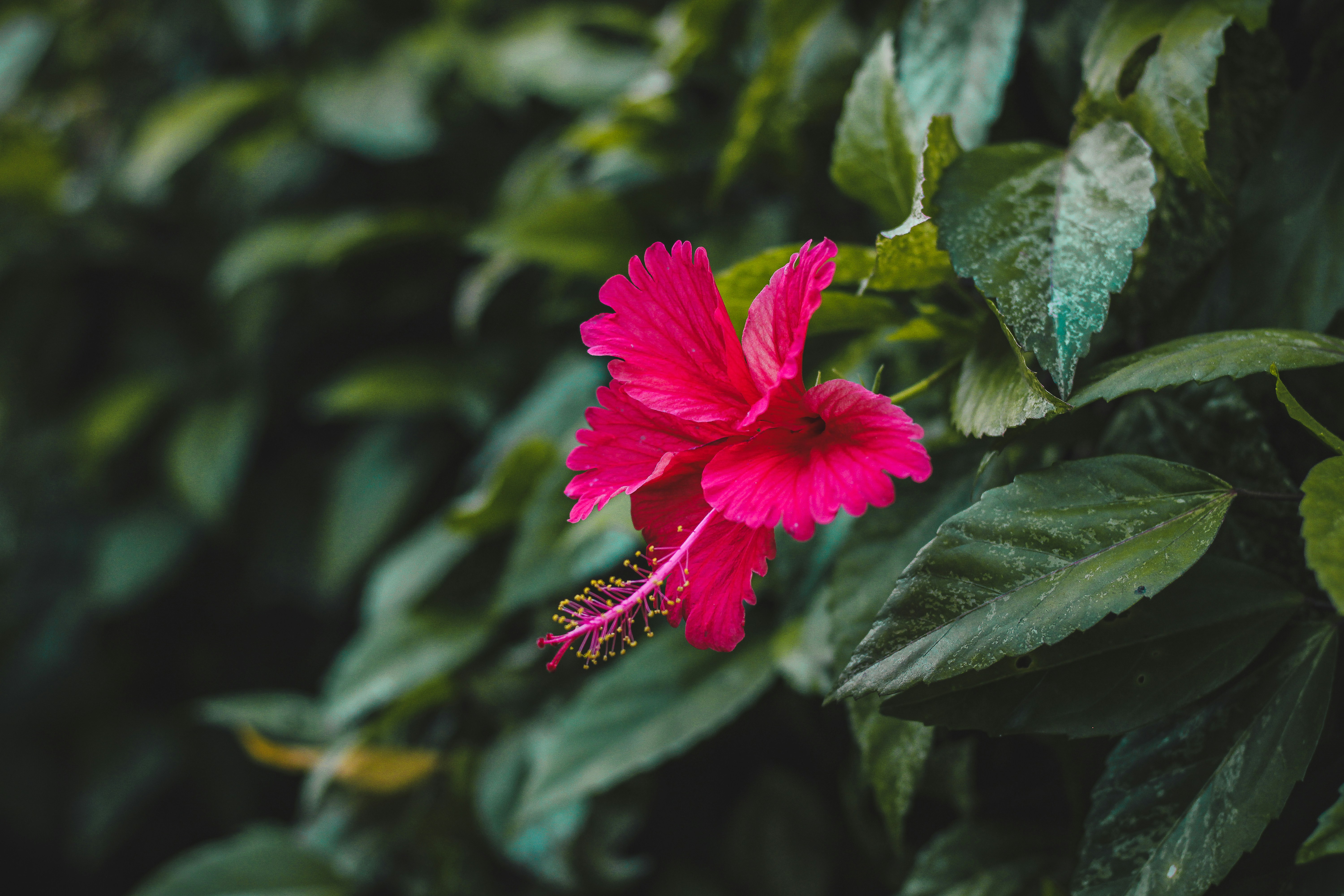 Photo by photos_by_ankur