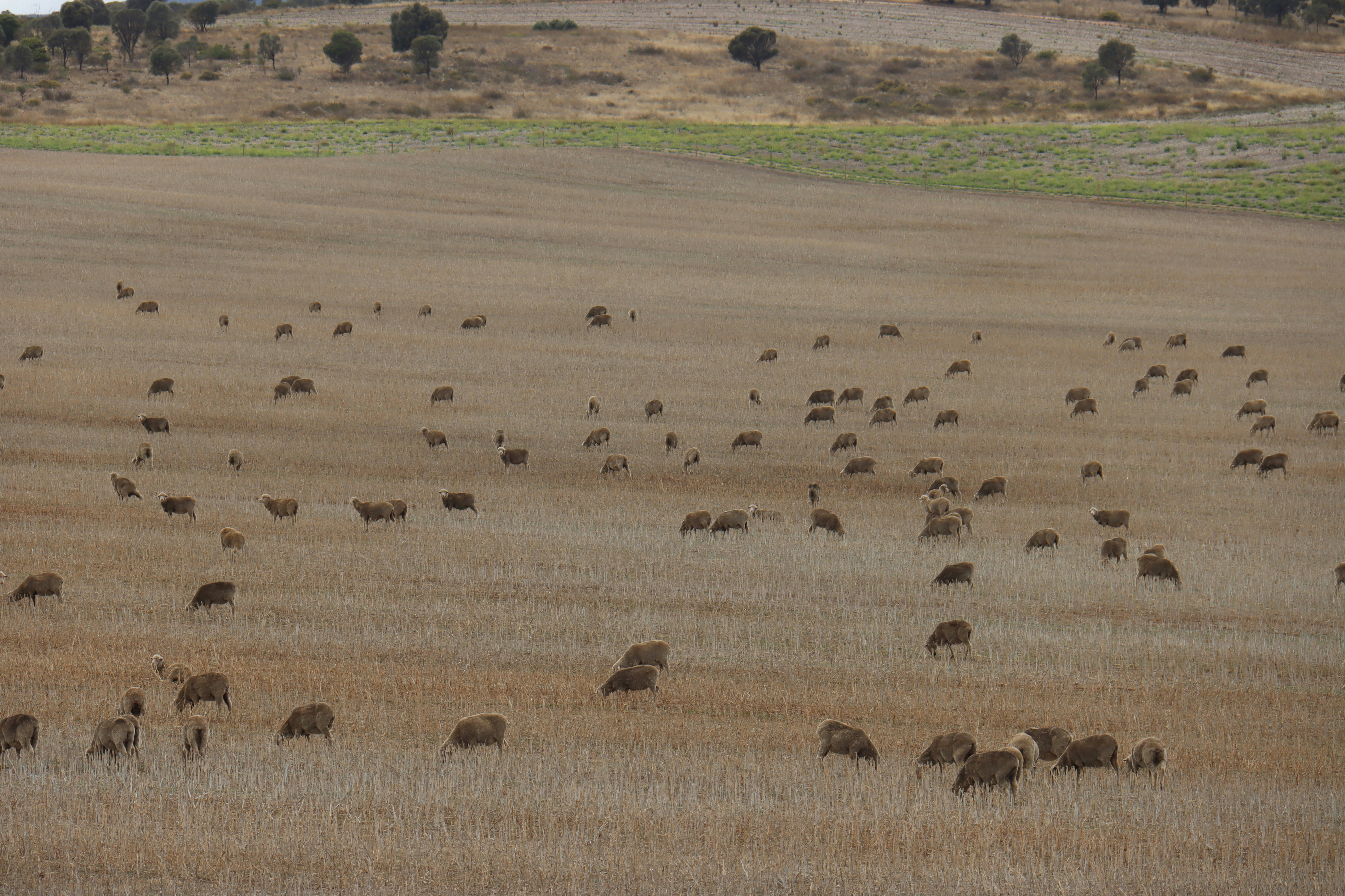 a large herd of animals grazing in a field